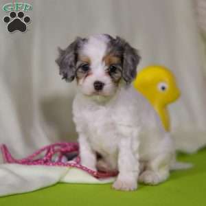 Bonnie, Cavapoo Puppy